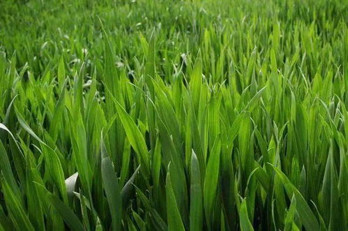 秋冬種及冬季農(nóng)業(yè)開發(fā)農(nóng)技行動(dòng)啟動(dòng)實(shí)施，推動(dòng)農(nóng)業(yè)種植技術(shù)升級(jí)