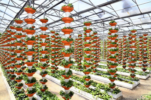 農業總產值首破萬億元 透視山東農業發展信號與種植技術開發