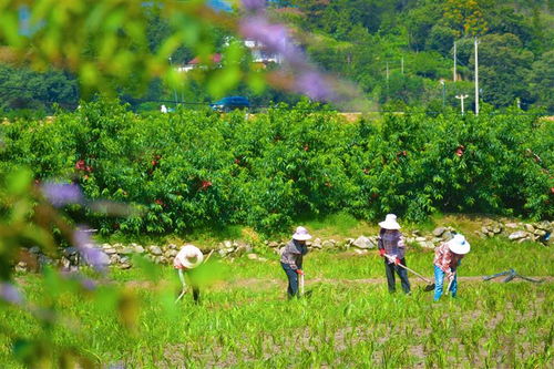 科學種植 助力產業發展——農業種植技術開發的路徑與前景