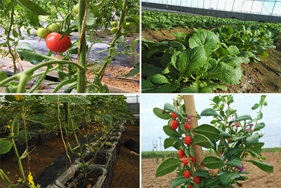 赴一場黃河沿線的約會，最撩人的是農(nóng)業(yè)種植技術(shù)開發(fā)