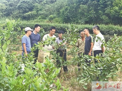 科技特派員賦能農(nóng)業(yè)創(chuàng)新，莆田譜寫產(chǎn)業(yè)增收新篇章