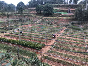 樂山地杰農(nóng)林科技 深耕油茶種植基地，以技術(shù)創(chuàng)新驅(qū)動產(chǎn)業(yè)高質(zhì)量發(fā)展