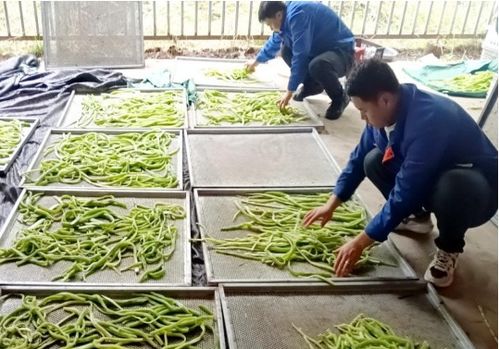 臨夏執(zhí)稅之筆，奮力書寫富農(nóng)豐收卷——農(nóng)業(yè)種植技術(shù)開發(fā)賦能鄉(xiāng)村振興