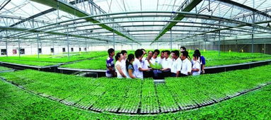 濰坊蔬菜 農(nóng)業(yè)種植技術(shù)的創(chuàng)新與發(fā)展