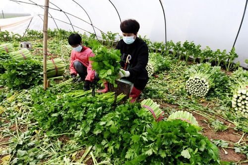 河北永清 科技賦能蔬菜種植，擘畫農(nóng)戶增收致富新圖景