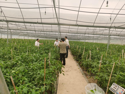 江華人大深入一線開展蔬菜產(chǎn)業(yè)發(fā)展專題調(diào)研，助力農(nóng)業(yè)種植技術(shù)開發(fā)與產(chǎn)業(yè)升級(jí)