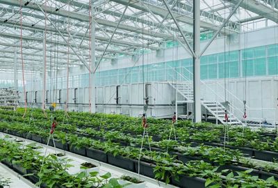 泗水 以科技為犁，深耕甘薯全產(chǎn)業(yè)鏈，繪就鄉(xiāng)村振興新圖景