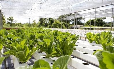 深耕細作 農業(yè)種植——一門藝術與科技的交融