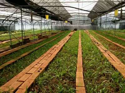 昆明云澤農業(yè)科技 創(chuàng)新驅動農業(yè)種植技術開發(fā)，助力現(xiàn)代農業(yè)發(fā)展