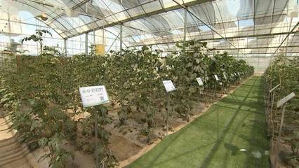 科技賦能種業(yè)，產業(yè)助推振興——張鴻檢查指導第三屆酒泉現(xiàn)代種業(yè)博覽會暨特色農產品推介會籌備工作