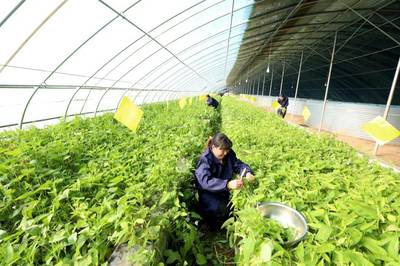 春事看農桑丨播下好種子，豐收有底氣——論農業(yè)種植技術開發(fā)的時代使命