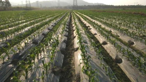 我國推進轉基因研發(fā)科企合作，農業(yè)種植技術升級引領養(yǎng)殖業(yè)格局重塑